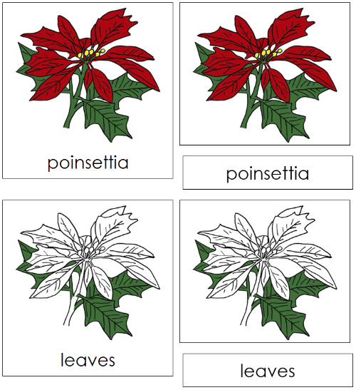 Parts of a Poinsettia Nomenclature 3-Part Cards - Montessori Print Shop Digital Download