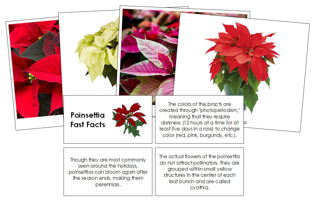 Poinsettia Fast Facts & Pictures - Montessori Print Shop Digital Download