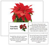 Poinsettia Fast Facts & Pictures - Montessori Print Shop