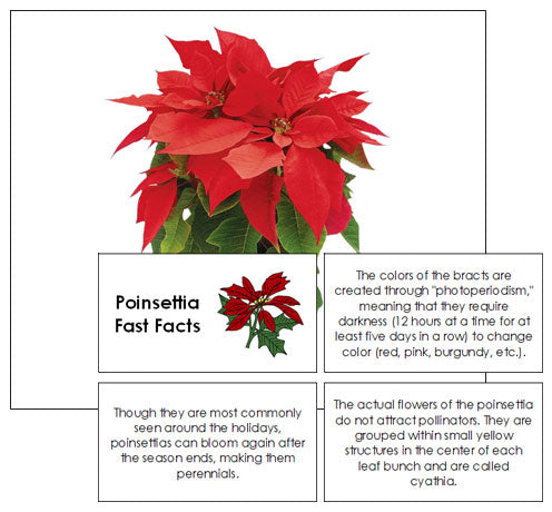 Poinsettia Fast Facts & Pictures - Montessori Print Shop