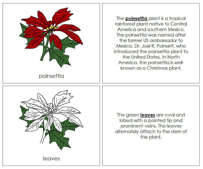 Parts of a Poinsettia Nomenclature Book - Montessori Print Shop Digital Download