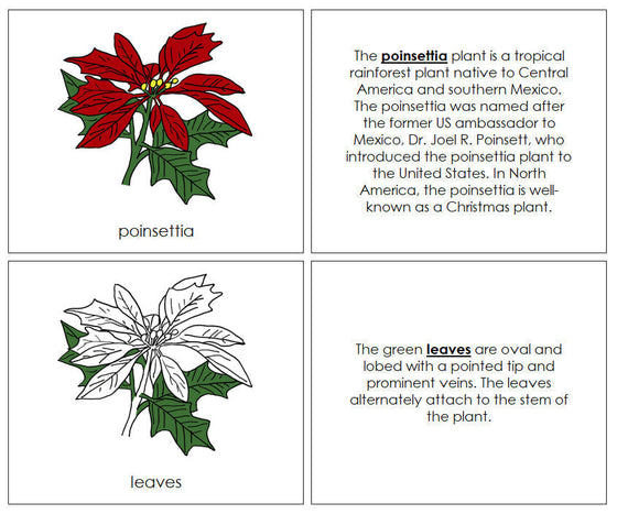 Parts of a Poinsettia Nomenclature Book - Montessori Print Shop