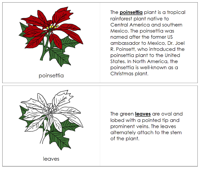 Parts of a Poinsettia Nomenclature Book (red) - Montessori Print Shop Digital Download