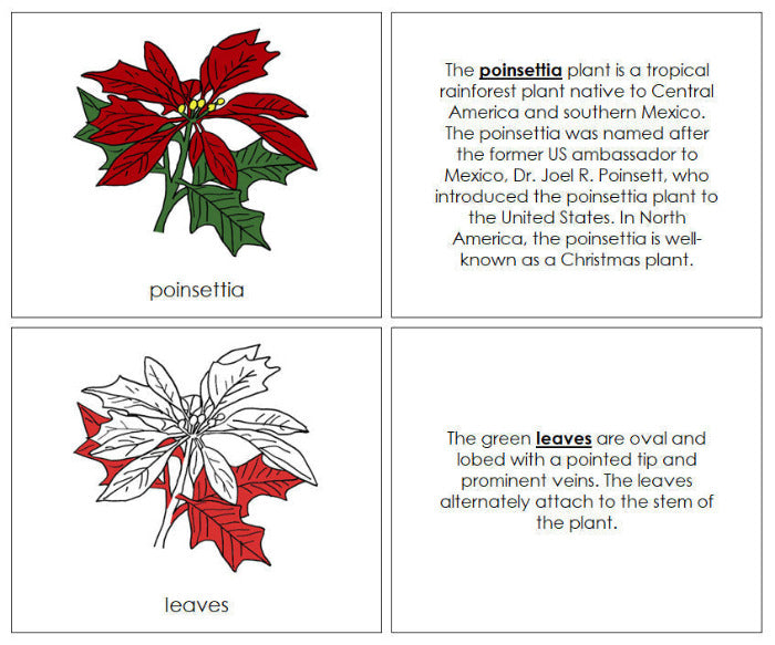 Parts of a Poinsettia Nomenclature Book (red) - Montessori Print Shop Digital Download