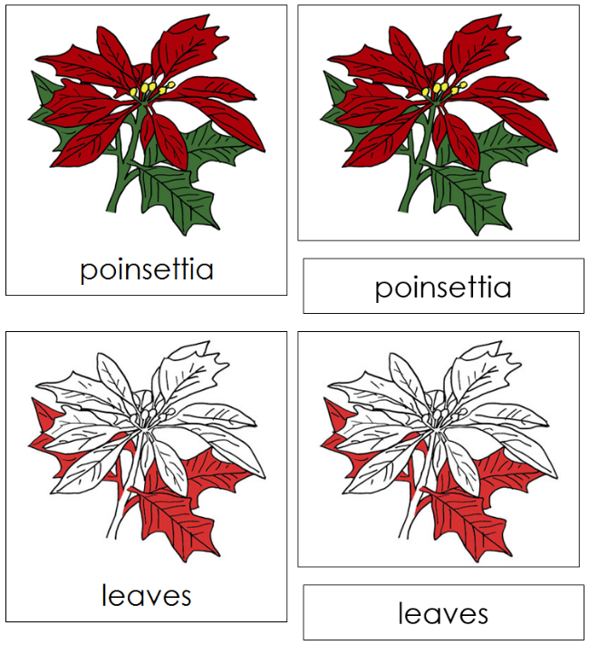 Poinsettia Nomenclature 3-Part Cards (red) - Montessori Print Shop Digital Download