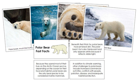 Polar Bear Fast Facts & Pictures - Montessori Print Shop