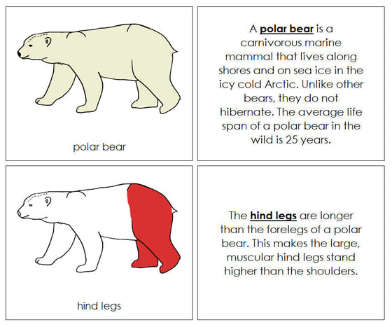 Parts of a Polar Bear Nomenclature Book (red) - Montessori Print Shop