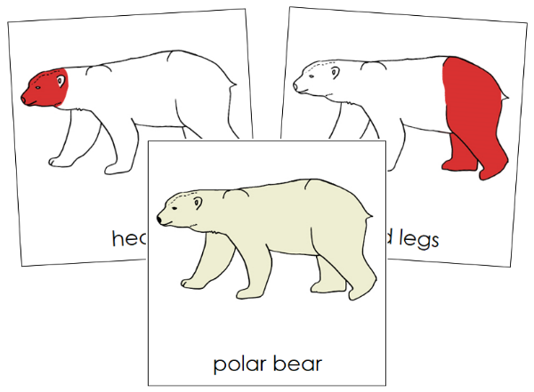 Parts of a Polar Bear Nomenclature Cards (red) - Montessori Print Shop Digital Download