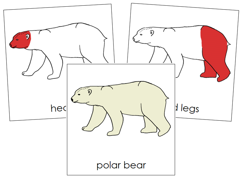 Polar Bear Nomenclature Cards (red) - Montessori Print Shop