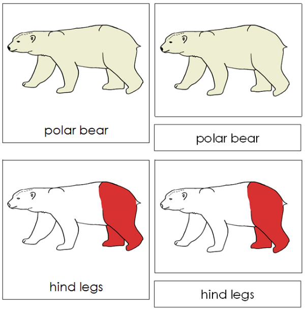 Parts of a Polar Bear Nomenclature Cards (red) - Montessori Print Shop Digital Download