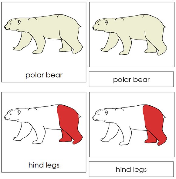 Polar Bear Nomenclature Cards (red) - Montessori Print Shop