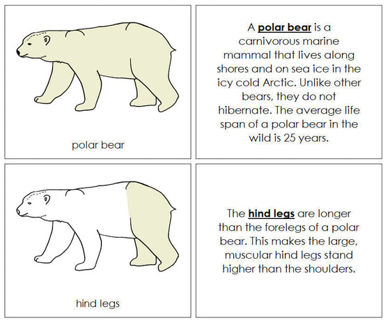 Polar Bear Nomenclature Book - Montessori Print Shop