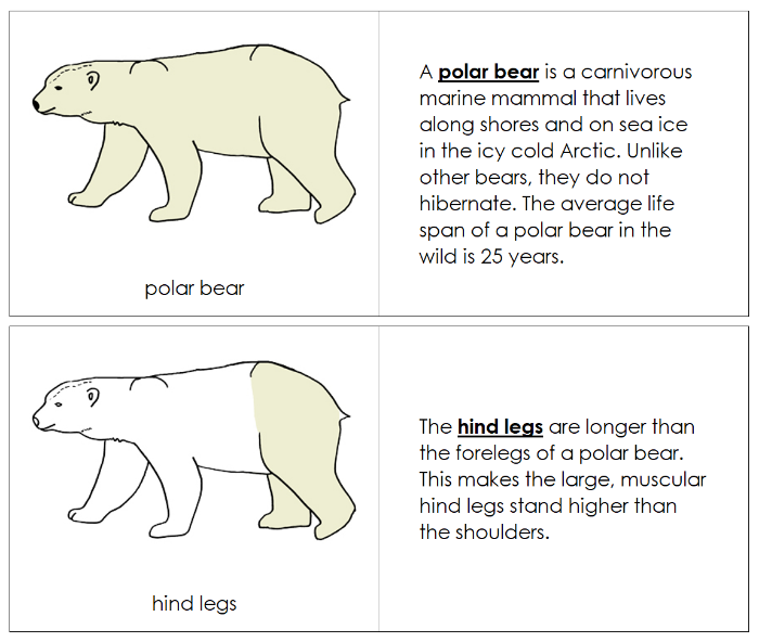 Parts of a Polar Bear Nomenclature Book - Montessori Print Shop Digital Download