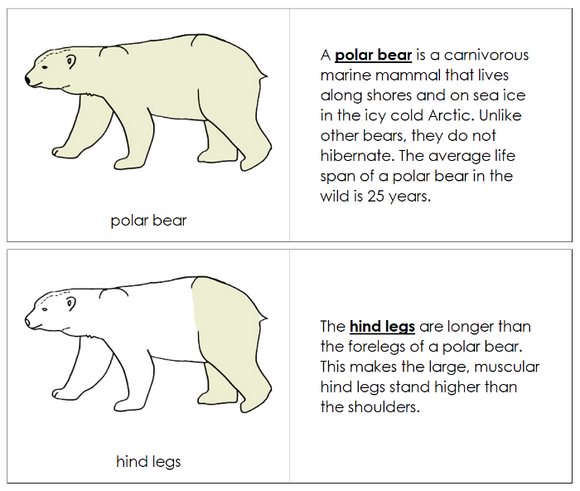 Parts of a Polar Bear Nomenclature Book - Montessori Print Shop Digital Download