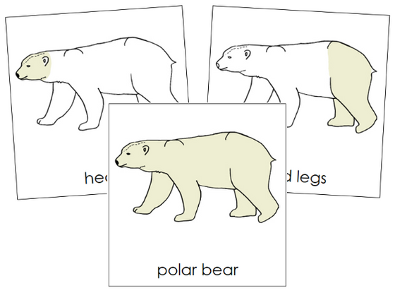 Parts of a Polar Bear 3-Part Nomenclature Cards - Montessori Print Shop Digital Download