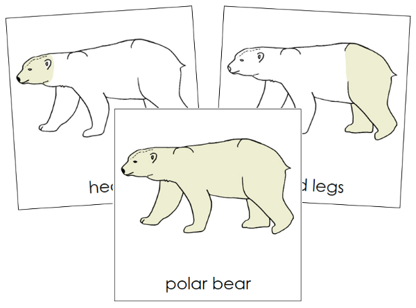 Parts of a Polar Bear 3-Part Nomenclature Cards - Montessori Print Shop Digital Download