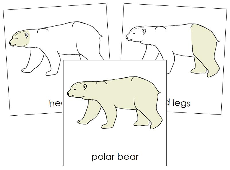 Polar Bear Nomenclature Cards - Montessori Print Shop