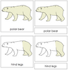 Polar Bear Nomenclature 3-Part Cards - Montessori Print Shop