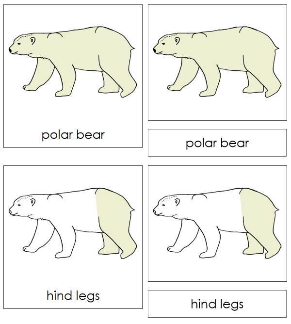 Parts of a Polar Bear 3-Part Nomenclature Cards - Montessori Print Shop Digital Download