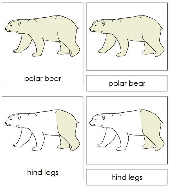 Parts of a Polar Bear 3-Part Nomenclature Cards - Montessori Print Shop Digital Download