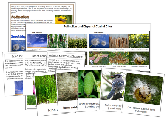 Pollination and Seed Dispersal Information, Picture Cards and Charts - Montessori Print Shop Digital Download 