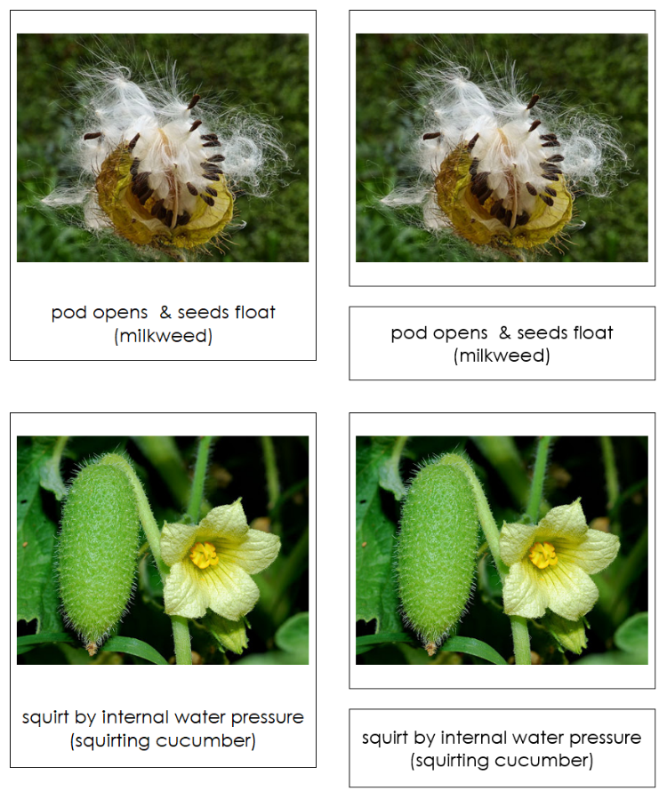 Pollination and Seed Dispersal Information, Picture Cards and Charts - Montessori Print Shop Digital Download 