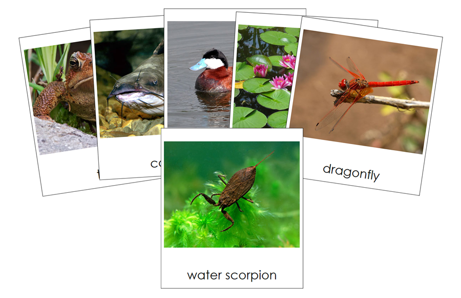 Types of Pond Life 3-Part Cards - Montessori Print Shop Digital Download