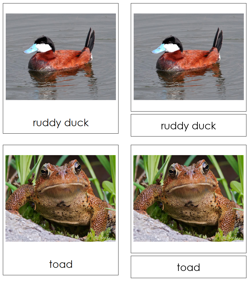 Types of Pond Life 3-Part Cards - Montessori Print Shop Digital Download