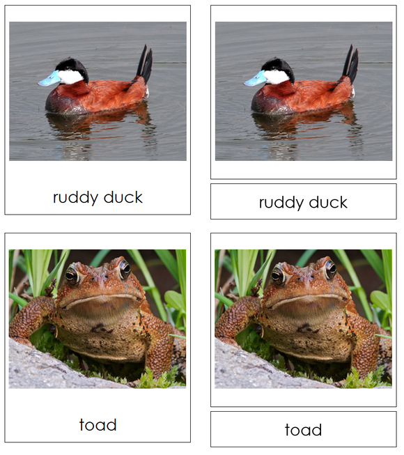 Types of Pond Life 3-Part Cards - Montessori Print Shop Digital Download