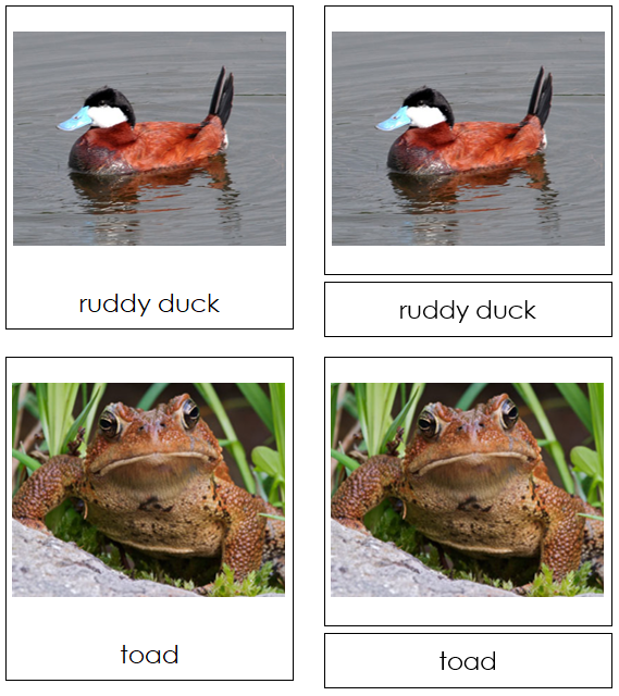 Pond Life Cards - Montessori Print Shop