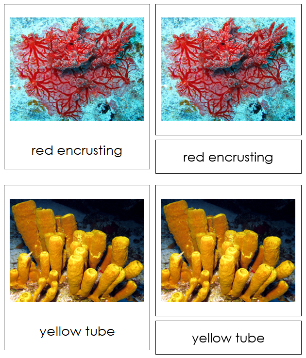 Porifera Animal Cards - Montessori Print Shop