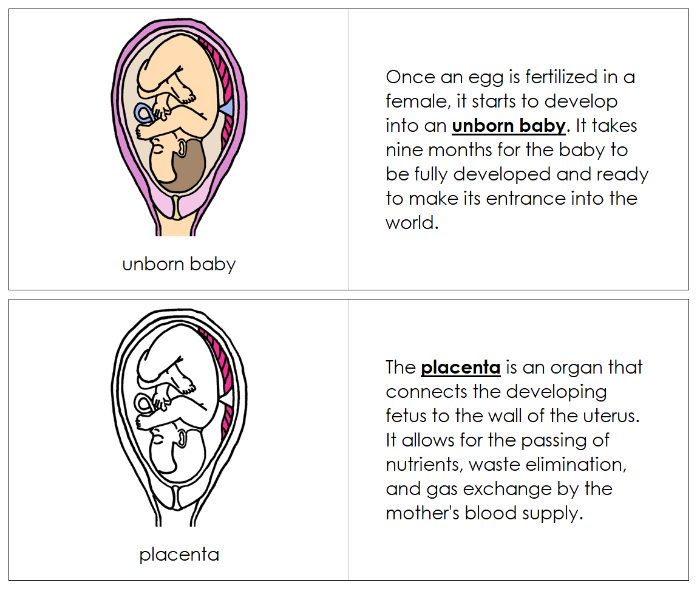 Pregnancy Nomenclature Book - Montessori Print Shop Digital Downloa