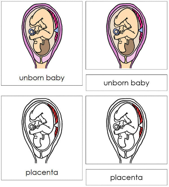Pregnancy Nomenclature Cards (red) - Montessori Print Shop Digital Download