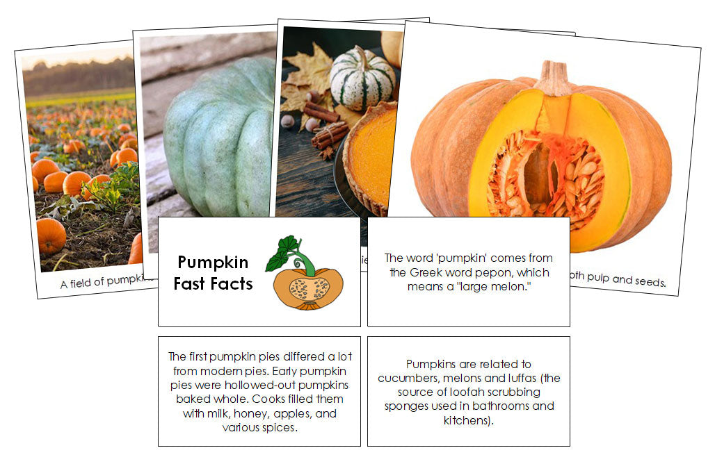 Pumpkin Fast Facts & Pictures - Montessori Print Shop Digital Download