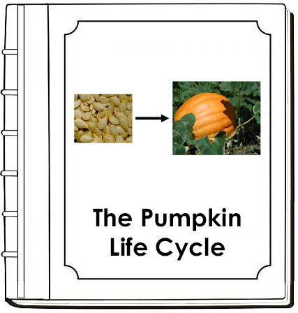 Pumpkin Life Cycle Nomenclature Book - Montessori Print Shop Digital Download