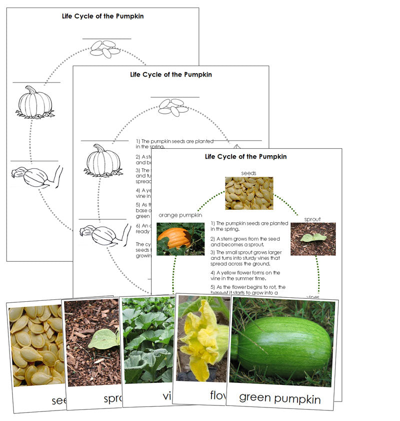 Pumpkin Life Cycle Cards & Charts - Montessori Print Shop Digital Download