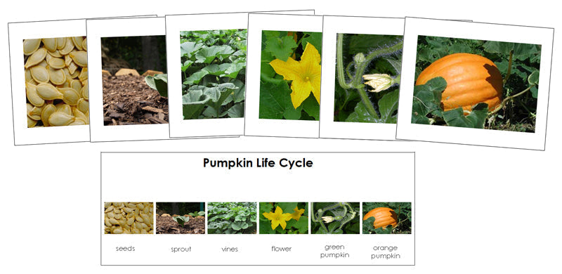 Pumpkin Life Cycle Sequence Cards - Montessori Print Shop Digital Download