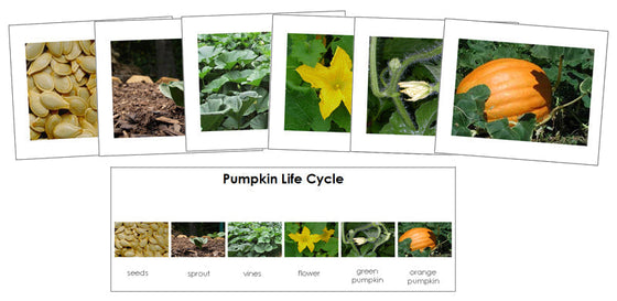 Pumpkin Life Cycle Sequence Cards - Montessori Print Shop