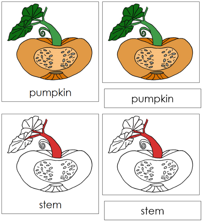 Pumpkin Nomenclature 3-Part Cards (red) - Montessori Print Shop Digital Download