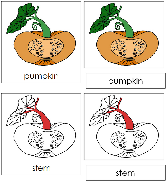 Pumpkin Nomenclature Cards (red) - Montessori Print Shop