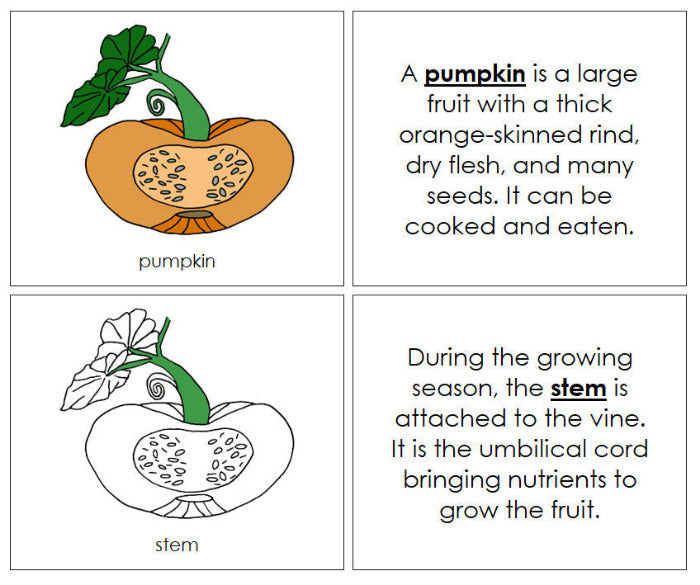 Parts of a Pumpkin Nomenclature Book - Montessori Print Shop Digital Download