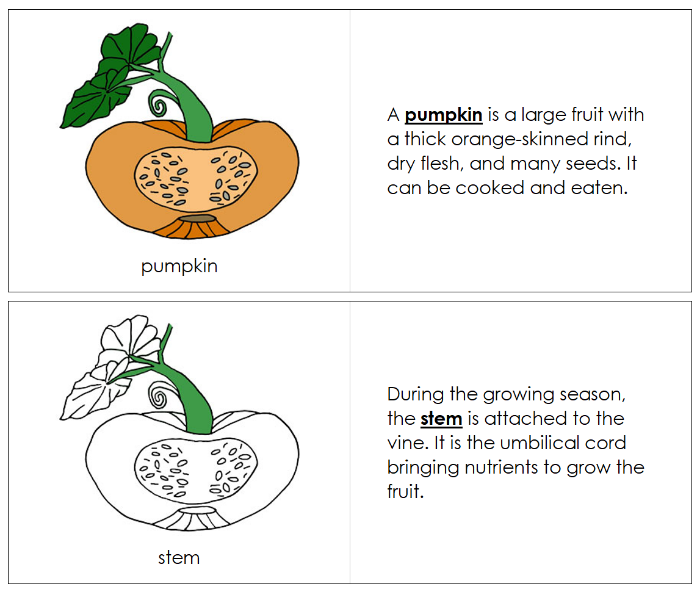 Parts of a Pumpkin Nomenclature Book - Montessori Print Shop Digital Download