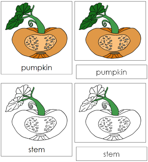Parts of a Pumpkin 3-Part Nomenclature Cards - Montessori Print Shop Digital Download