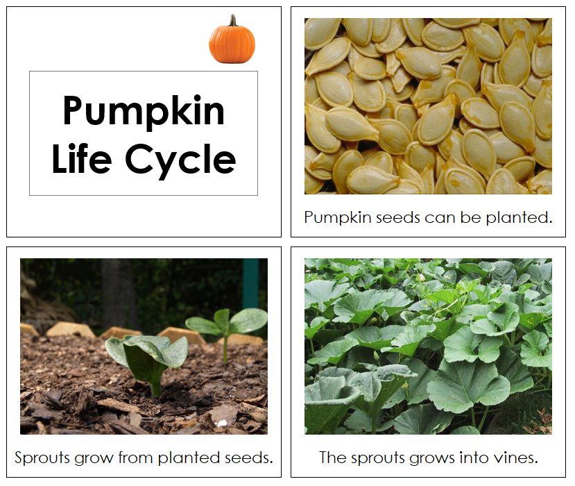 Pumpkin Life Cycle Book - Toddler - Montessori Print Shop Digital Download