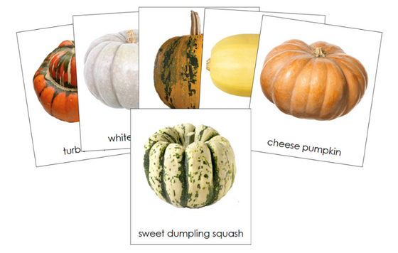 Types of Pumpkins & Squash 3-Part Classified Cards - Montessori Print Shop Digital Download