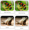 Rainforest Safari Toob Cards - Montessori Print Shop