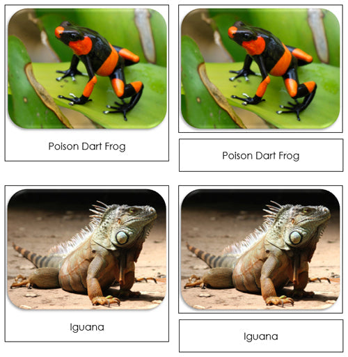 Rainforest Safari Toob Cards - Montessori Print Shop