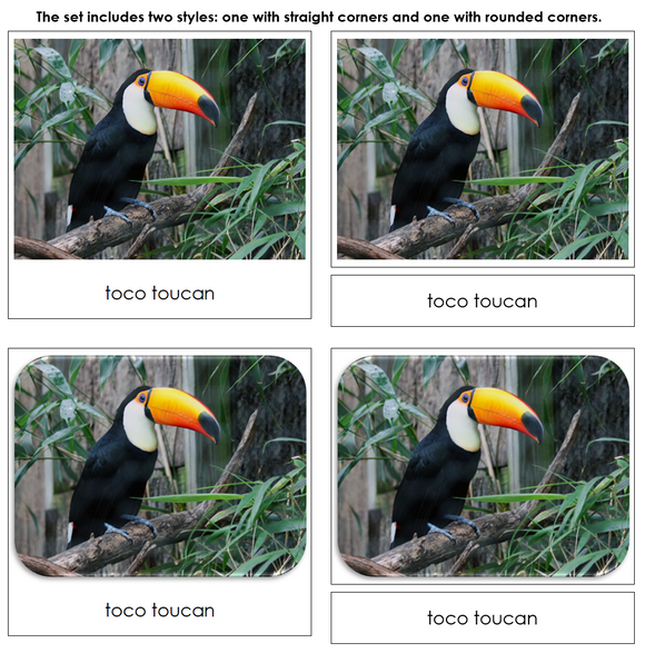 Rainforest Safari Toob Cards - Montessori Print Shop Digital Download