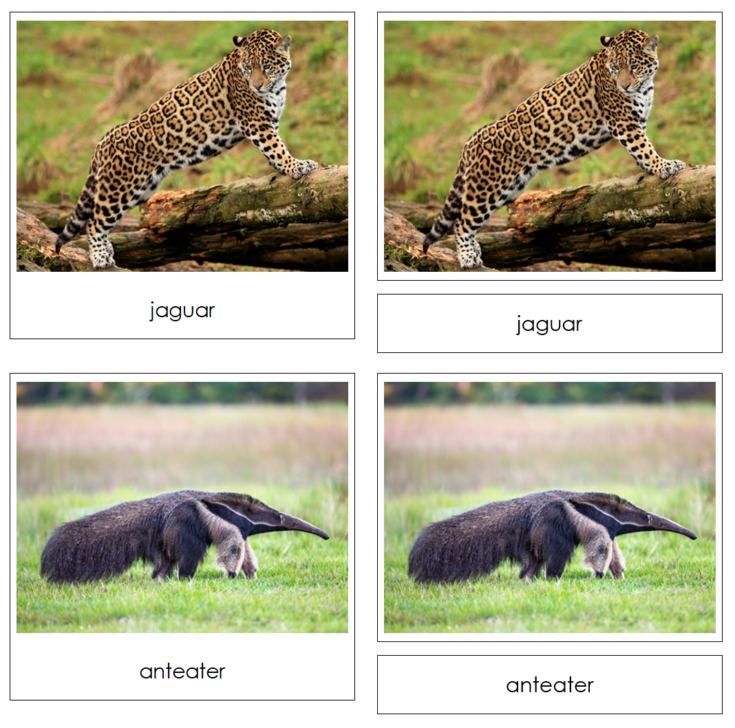 Rainforest Safari Toob Cards - Montessori Print Shop Digital Download