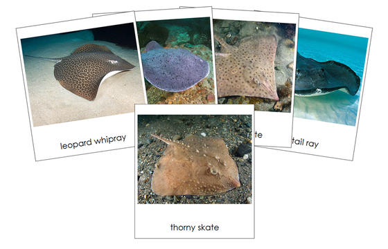 Types of Rays and Skates 3-Part Cards - Montessori Print Shop Digital Download